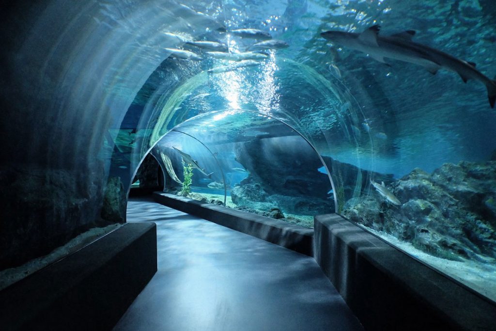 Project - TARKETT - Siam Ocean World